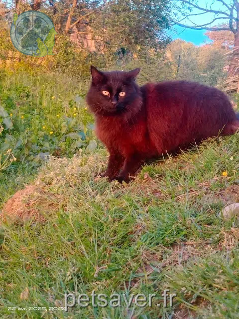 gata perdida 76200 Dieppe Baghera gata lost 76200 Dieppe Baghera