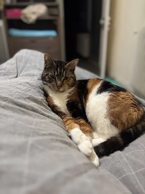 chatte lost   76116 Blainville-Crevon Bella