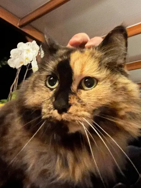 chatte lost   76320 Saint-Pierre-lès-Elbeuf Bella