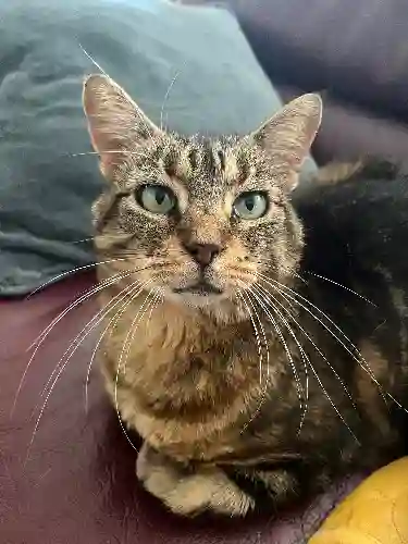 Chatte Perdue 76 Seine-Maritime - Biscotte Chatte Perdue 76 Seine-Maritime - Biscotte