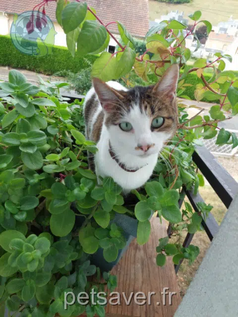 gatta lost   76160 Saint-Léger-du-Bourg-Denis Bépo