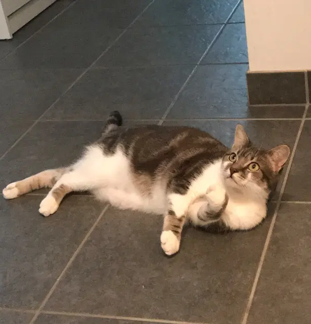 chatte lost   76230 Bois-Guillaume Chanel