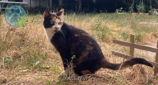 cat lost 76220 Neuf-Marché Choupette
