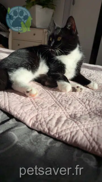 gata lost   76480 Saint-Paër Chouquette