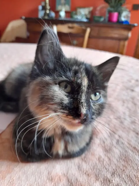 chatte lost   76120 Le Grand-Quevilly Corolle
