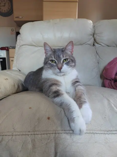 chatte lost   76270 Neufchâtel-en-Bray Câline