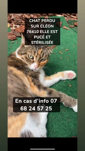 chatte lost   76410 Cléon Câline