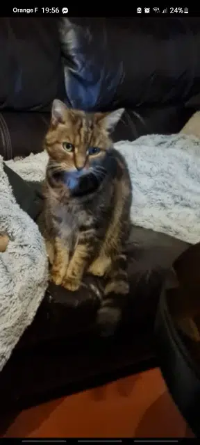 chatte lost   76890 Val-de-Saâne Doudouche