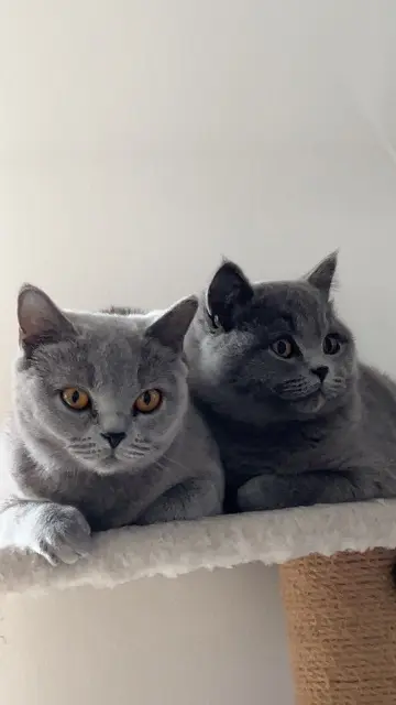 chatte lost   76220 Gournay-en-Bray Eza