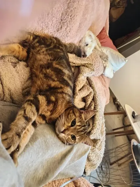 chatte lost   76150 Maromme Fifille