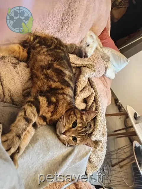 cat lost 76150 Maromme Fifille cat lost 76150 Maromme Fifille