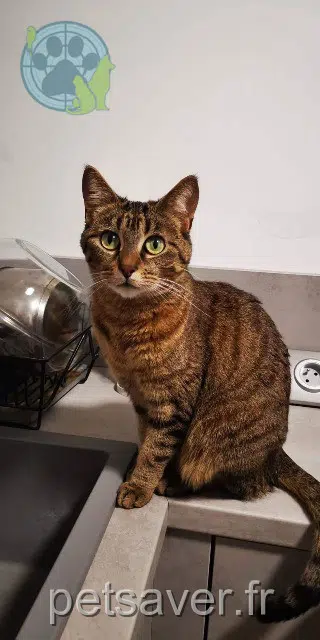 chatte lost   76440 Roncherolles-en-Bray Foxy