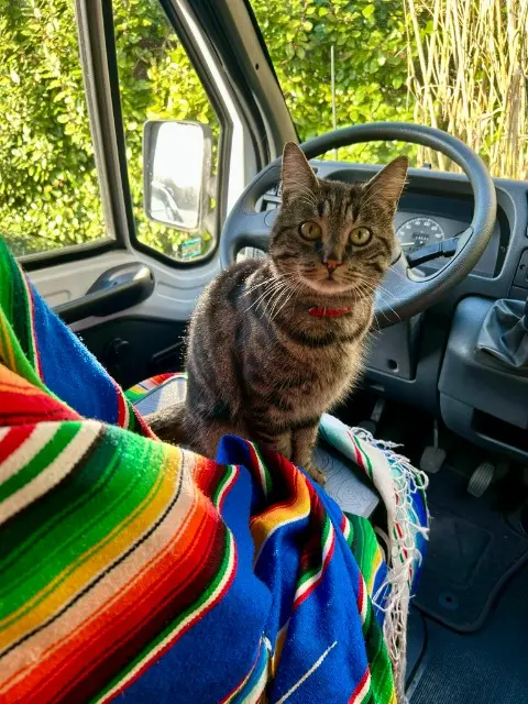cat lost 76800 Saint-Étienne-du-Rouvray Gatita cat lost 76800 Saint-Étienne-du-Rouvray Gatita