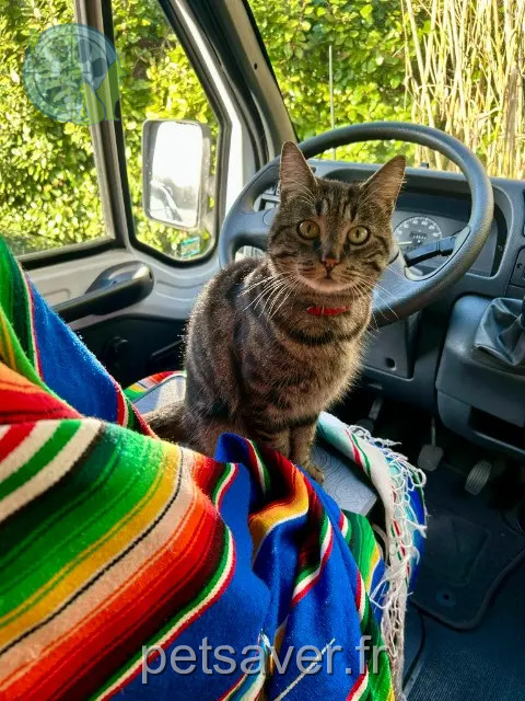 gata perdida 76800 Saint-Étienne-du-Rouvray Gatita gata lost 76800 Saint-Étienne-du-Rouvray Gatita