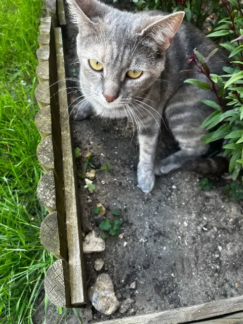 chatte lost   76300 Sotteville-lès-Rouen Gaïa