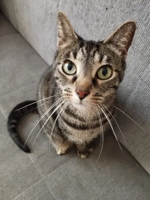 chatte lost   76530 Grand-Couronne Gipsie