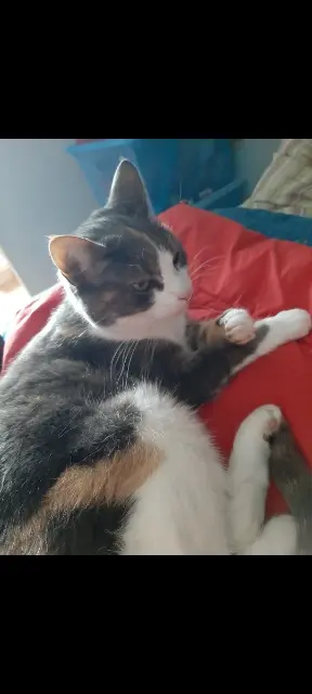 chatte lost   76116 Servaville-Salmonville Gommette