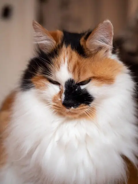 chatte lost   76240 Belbeuf Gospel