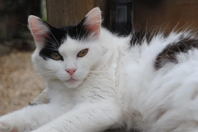 chatte lost   76140 Le Petit-Quevilly Happy