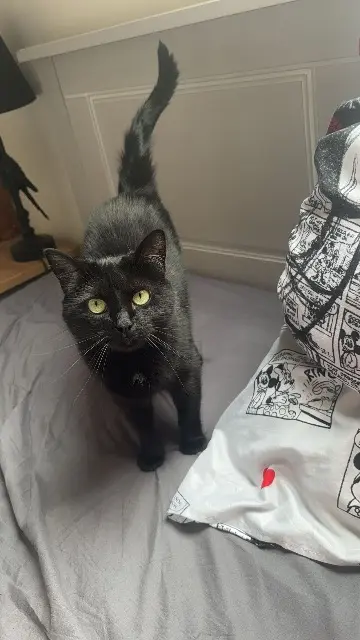 chatte lost   76520 Les Authieux-sur-le-Port-Saint-Ouen Happy