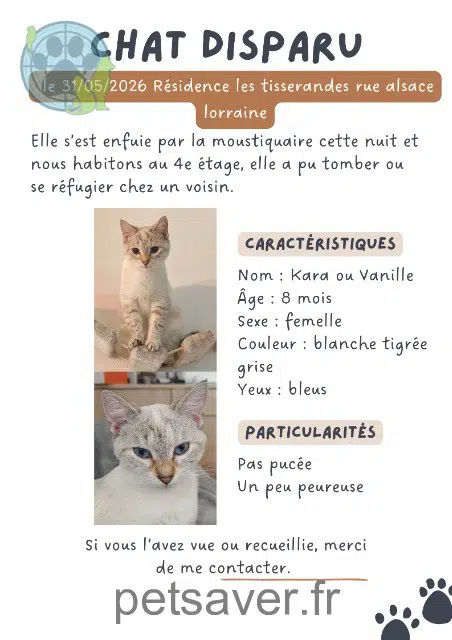 chatte lost   76140 Le Petit-Quevilly Kara