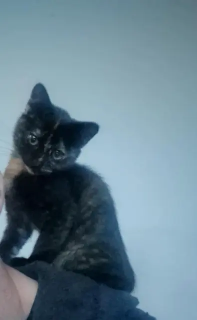 chatte lost   76700 Harfleur Karma