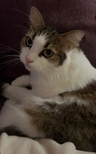 chatte lost   76370 Martin-Église Kinder