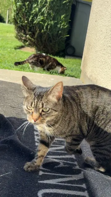 chatte lost   76220 Gournay-en-Bray Kira