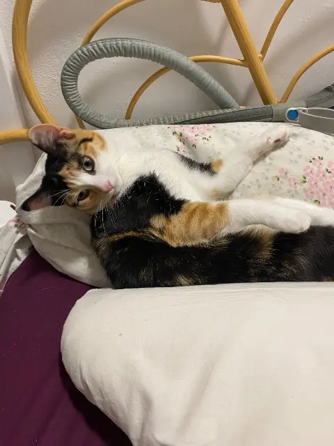 chatte lost   76310 Sainte-Adresse Kora