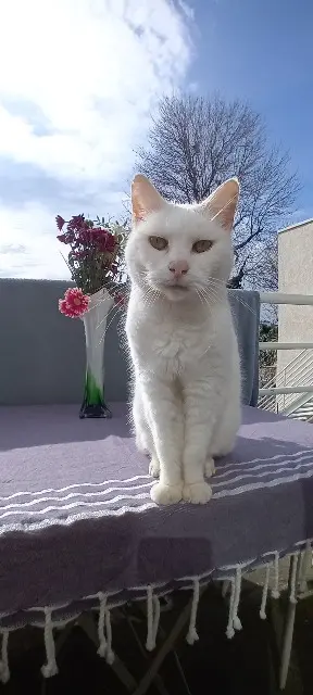 chatte lost    Le Havre Chatonne