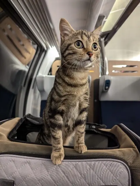 chatte lost    Le Havre Kiki