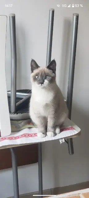 chatte lost    Le Havre Yomea