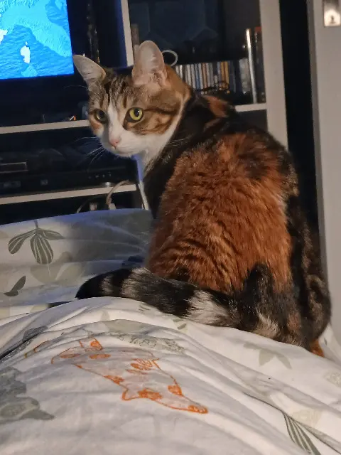 chatte lost    Le Havre Ambre