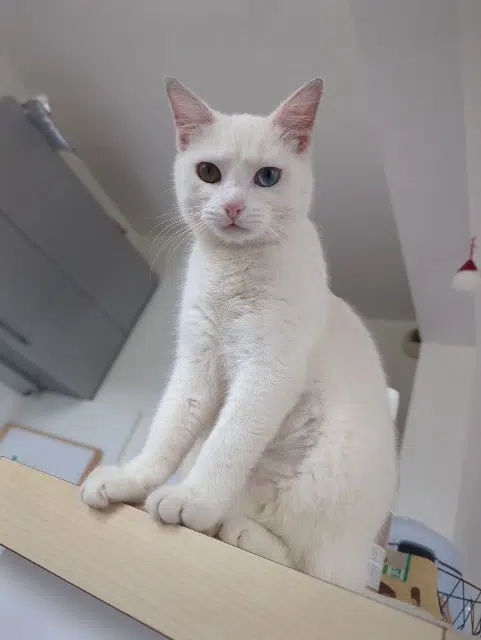 chatte lost    Le Havre Ascii