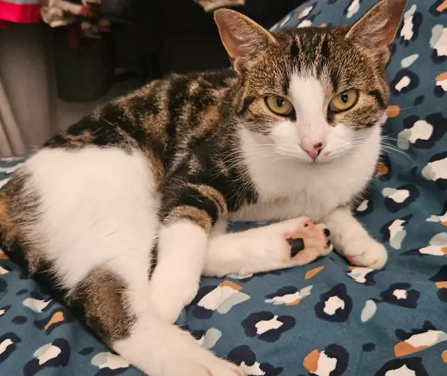 Katze vermisst Le Havre Bichette Katze lost Le Havre Bichette