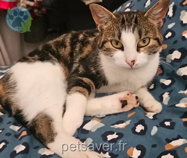 Katze vermisst Le Havre Bichette Katze lost Le Havre Bichette