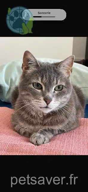 chatte lost Le Havre Douchka