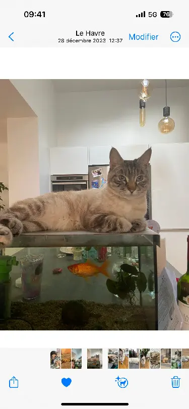 Chatte Perdue 76 Seine-Maritime Le Havre Chatte Perdue 76 Seine-Maritime Le Havre