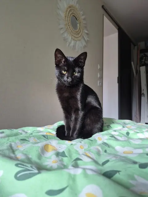 cat lost    Le Havre Koni