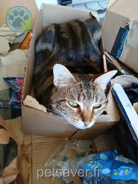 chatte lost    Le Havre Lolita