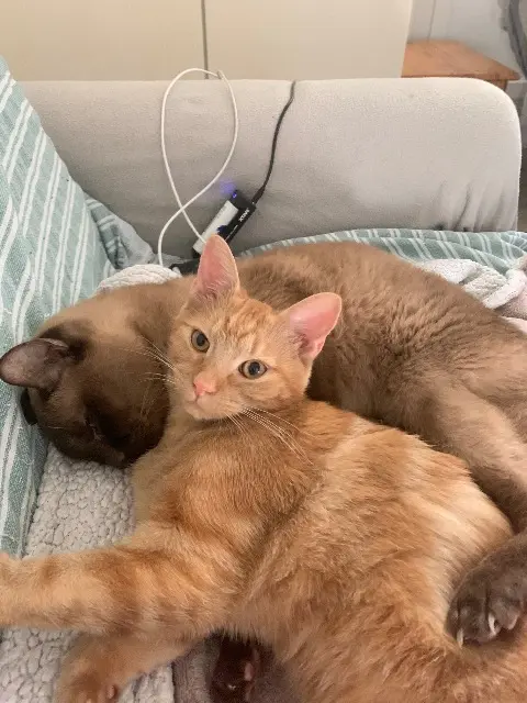 chatte lost    Le Havre Lou