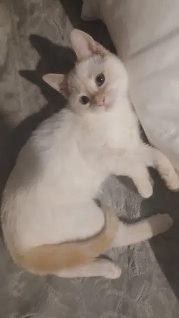 chatte lost    Le Havre Medina