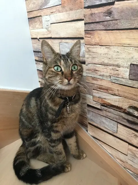 chatte lost    Le Havre Mimi
