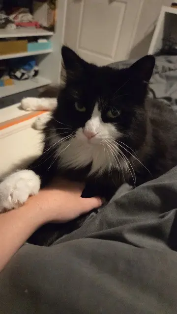 chatte lost    Le Havre Molly