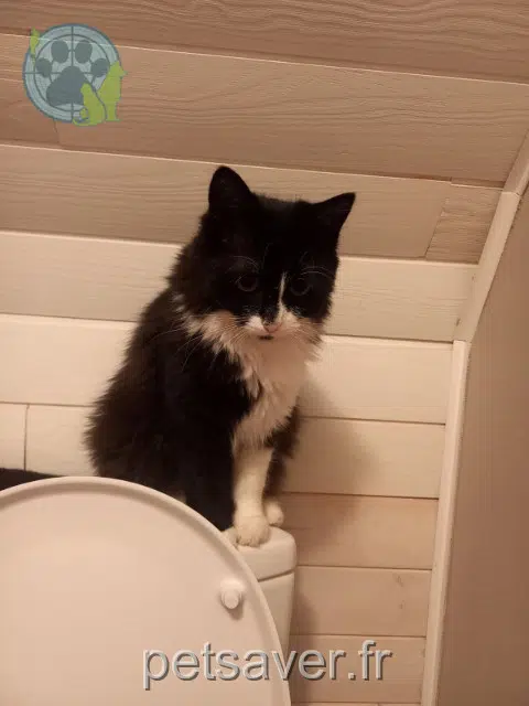 chatte lost    Le Havre Pistache