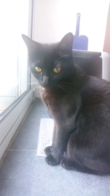 chatte lost    Le Havre Shelby
