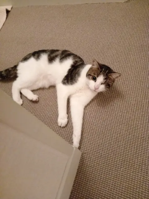 chatte lost    Le Havre Valkyrie