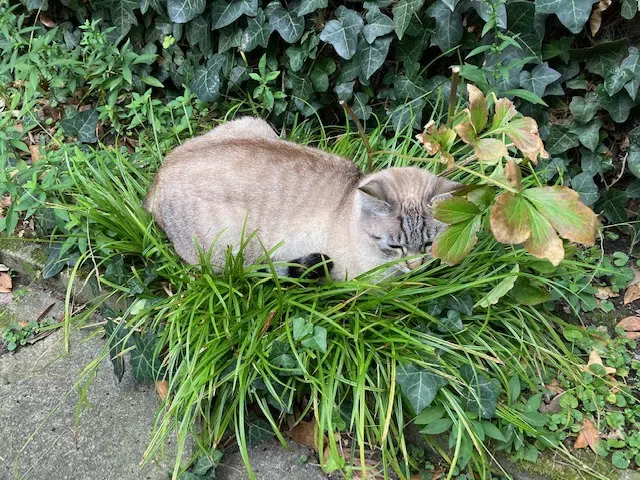 chatte lost    Le Havre Vanille