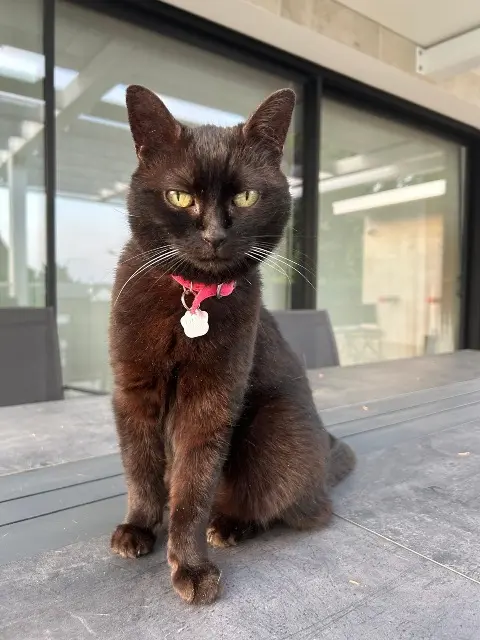 chatte lost   76130 Mont-Saint-Aignan Lilou