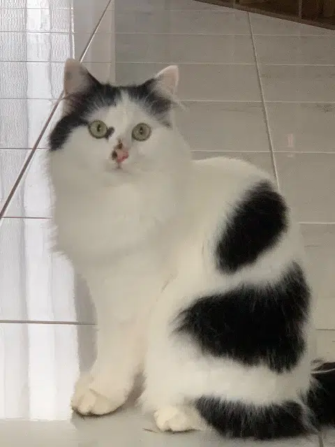 chatte lost   76110 Manneville-la-Goupil Mia